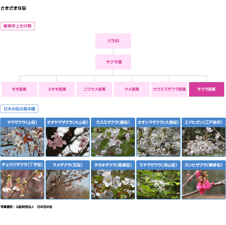 １．品種が約300種以上ある日本の桜