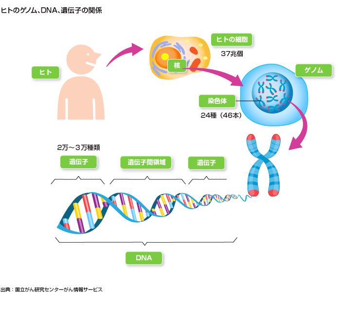 １.がんは遺伝情報のゲノムの異常で発症